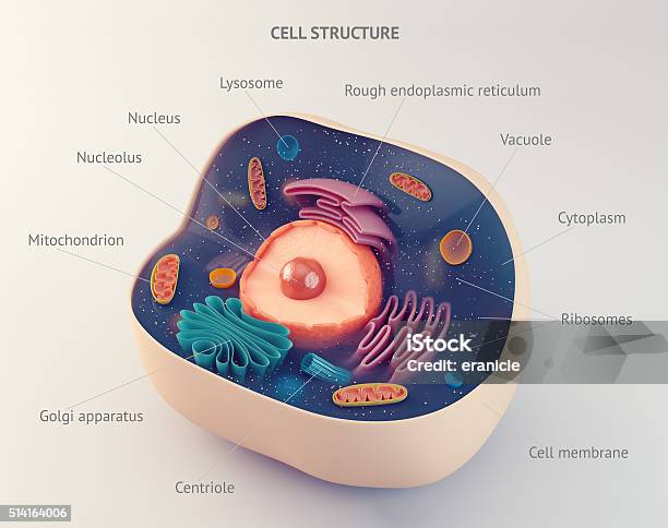 deuterium-affecting-dna