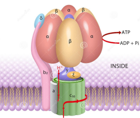 prevents-nanomotors