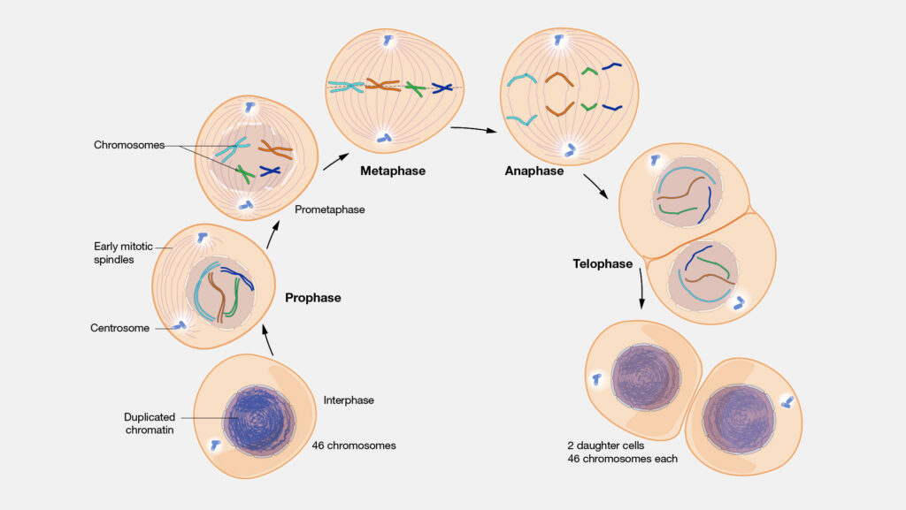 division-of-cells-mitosis