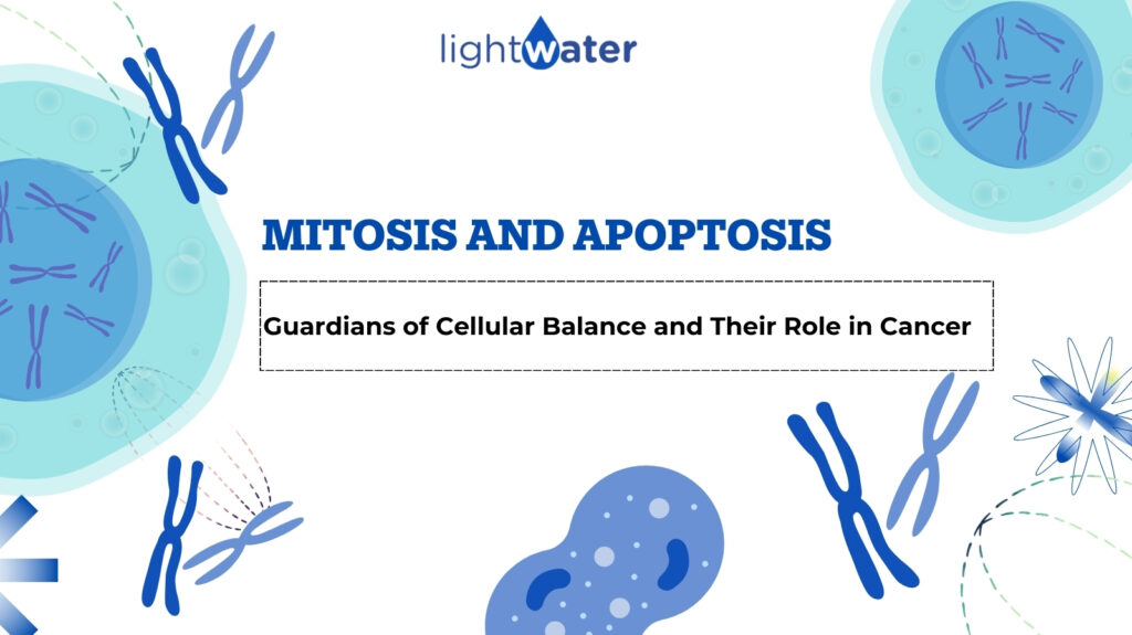 mitosis-apoptosis