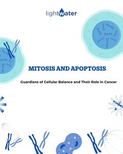 mitosis-apoptosis-in-cancer